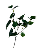 Blad
