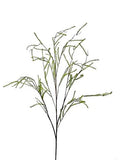 Asparagus tak