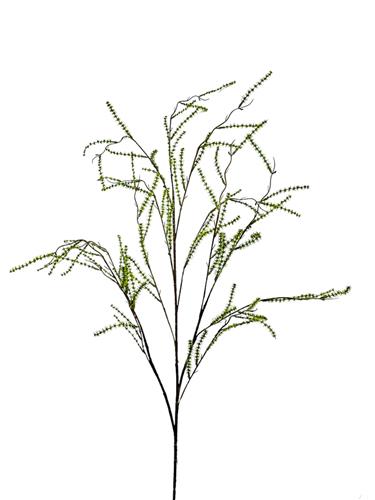 Asparagus tak