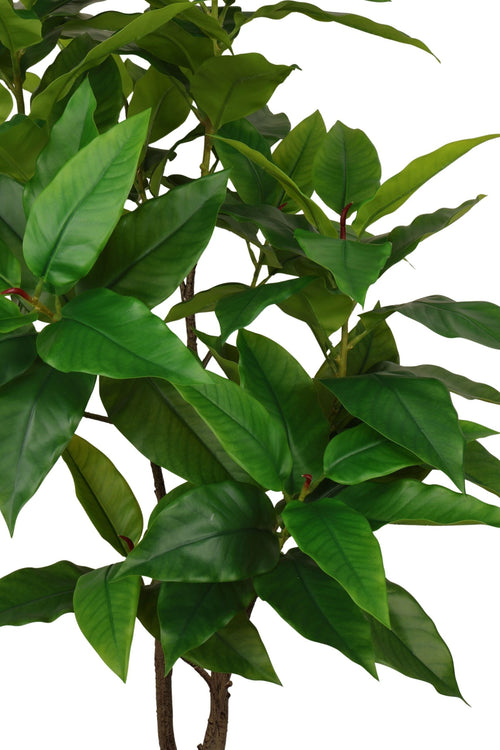 Coffea arabiaca boom 150 cm