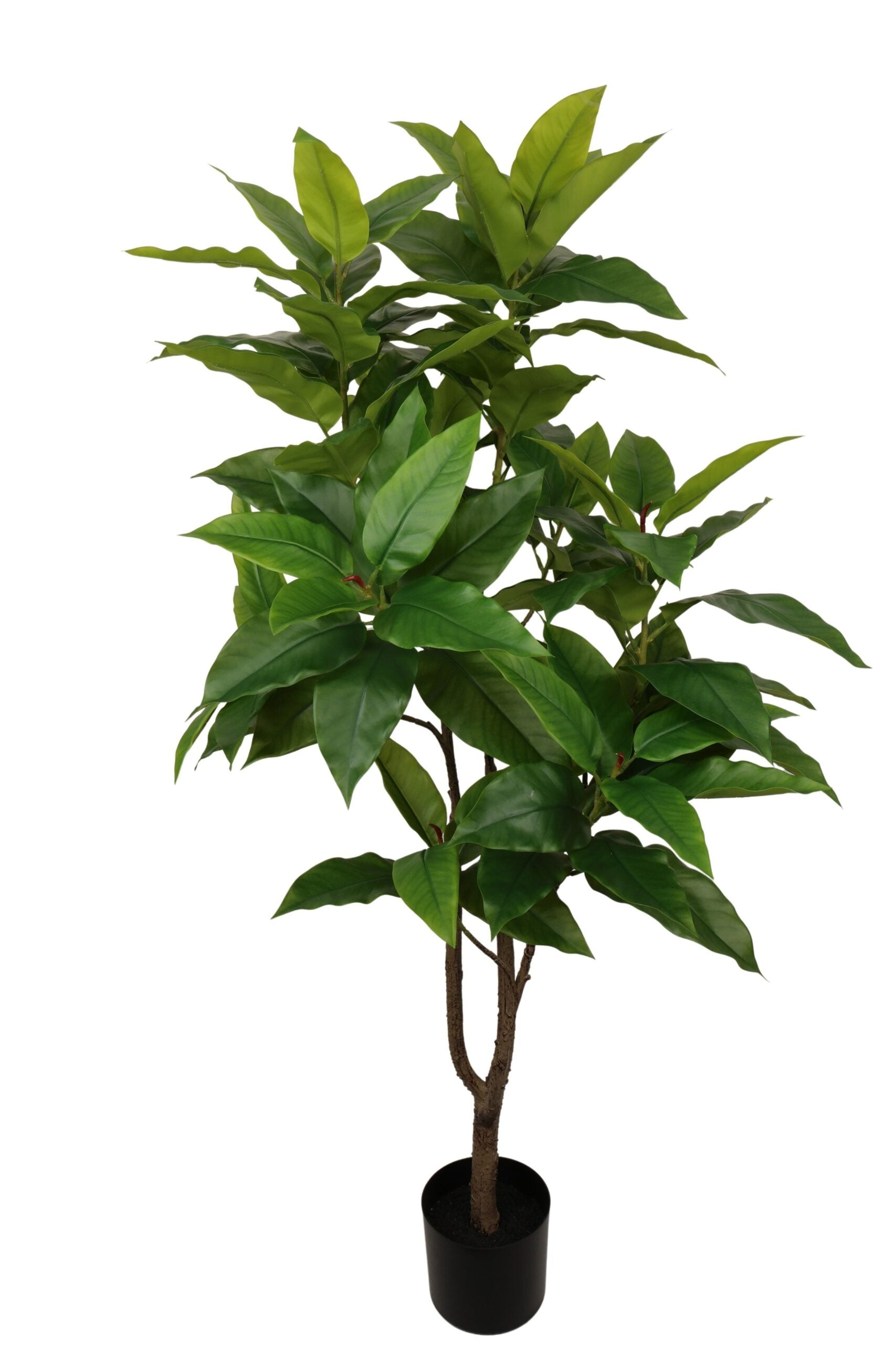 Coffea arabiaca boom 150 cm