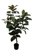 Dieffenbachia boom 155 cm