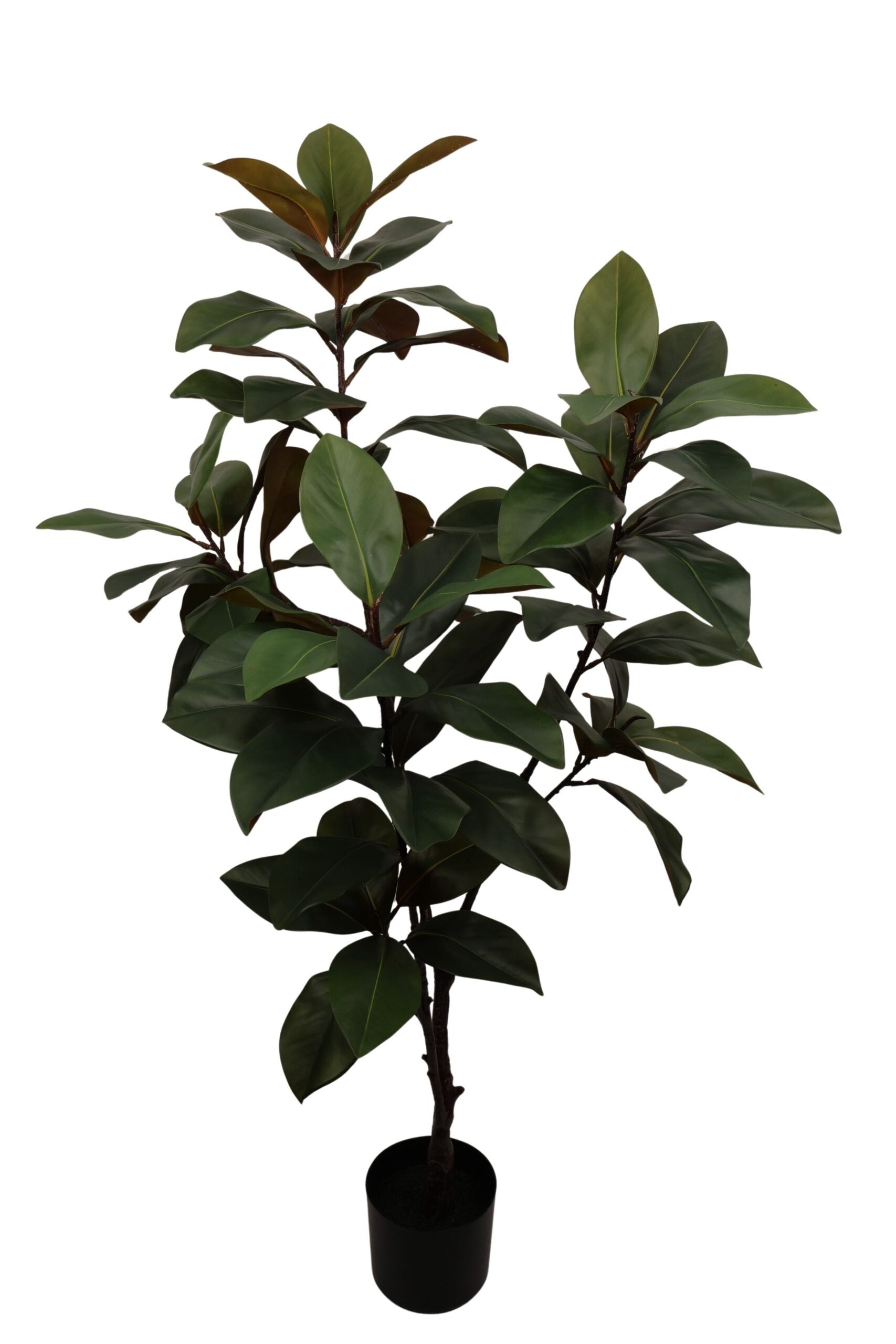 Dieffenbachia boom 155 cm