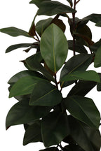 Dieffenbachia boom 155 cm