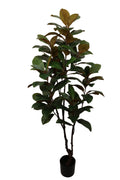 Ficus elastica 190 cm