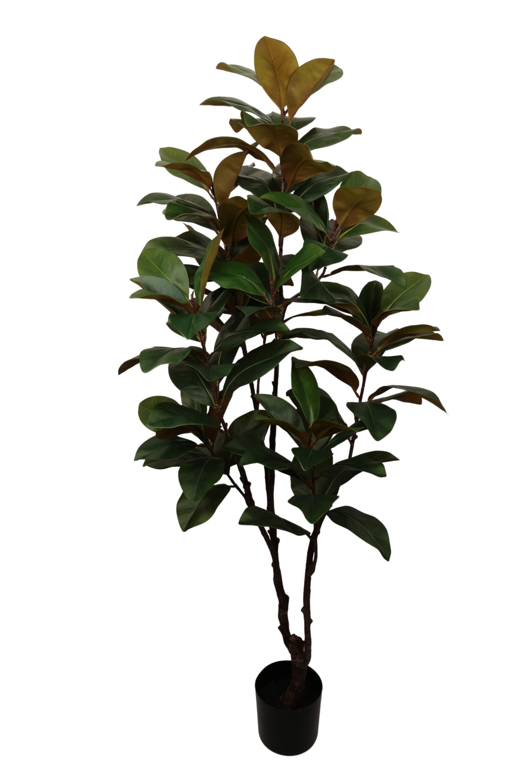 Ficus elastica 190 cm
