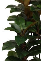 Ficus elastica 190 cm