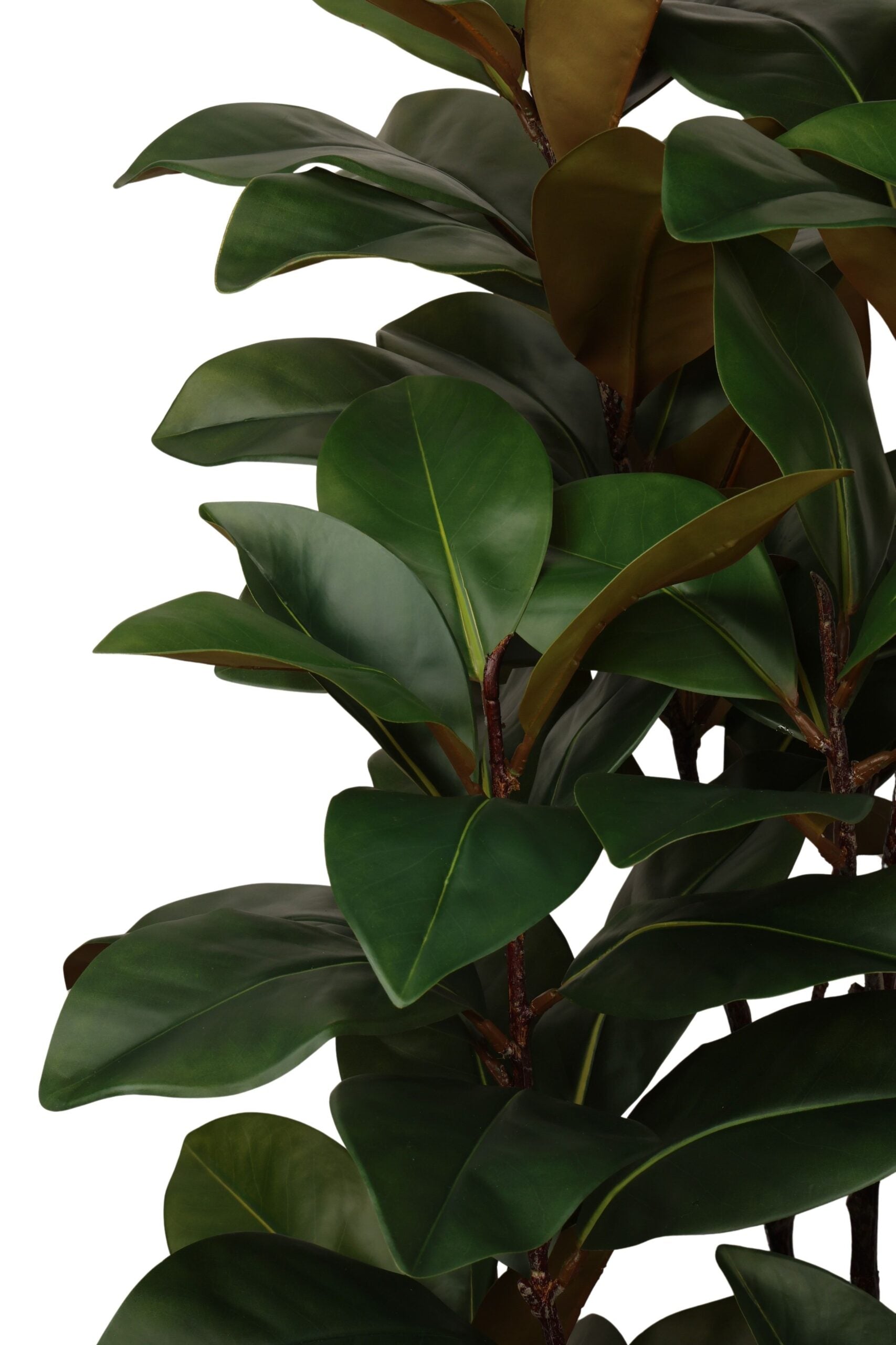 Ficus elastica 190 cm