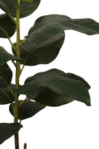 Ficus elastica 100 cm