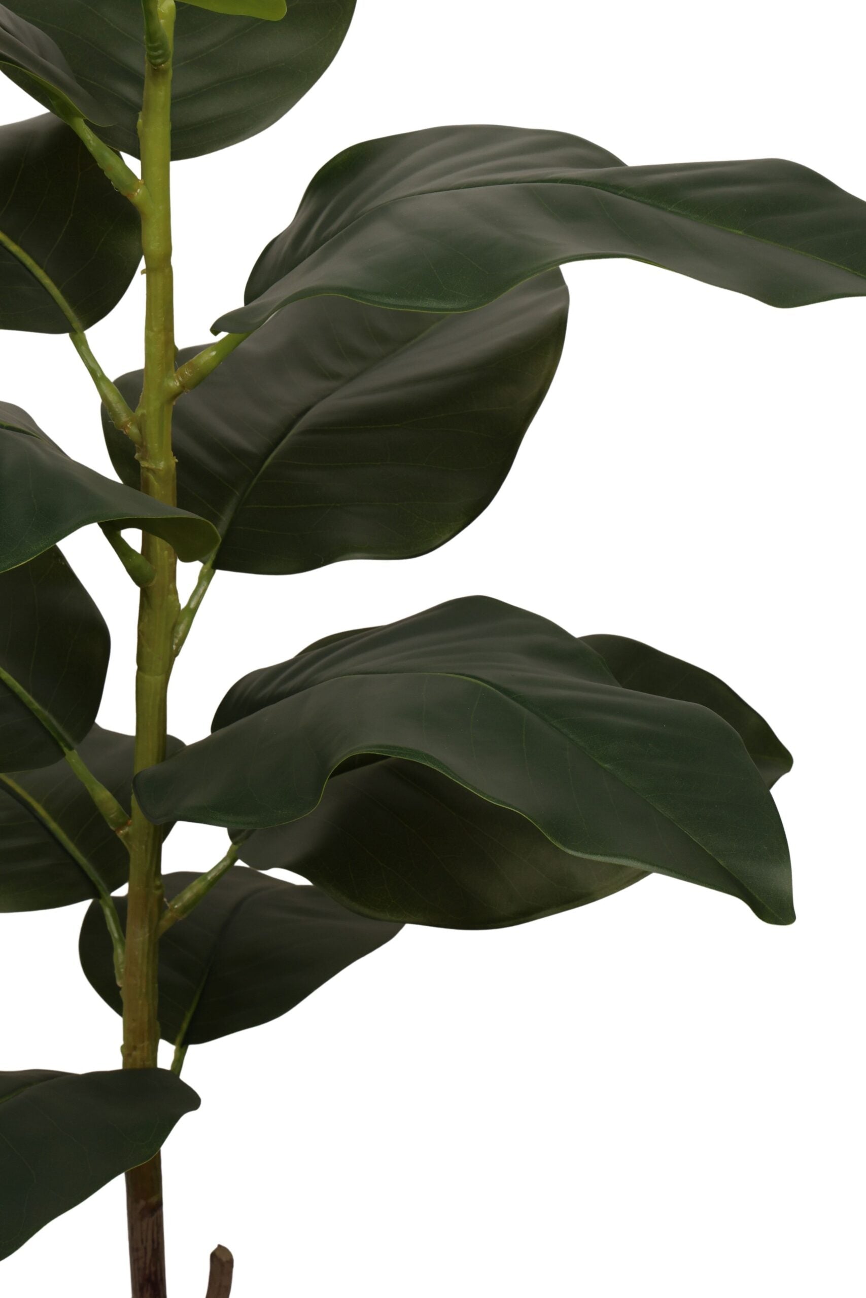Ficus elastica 100 cm