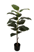 Ficus elastica 100 cm
