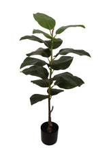Ficus elastica 100 cm