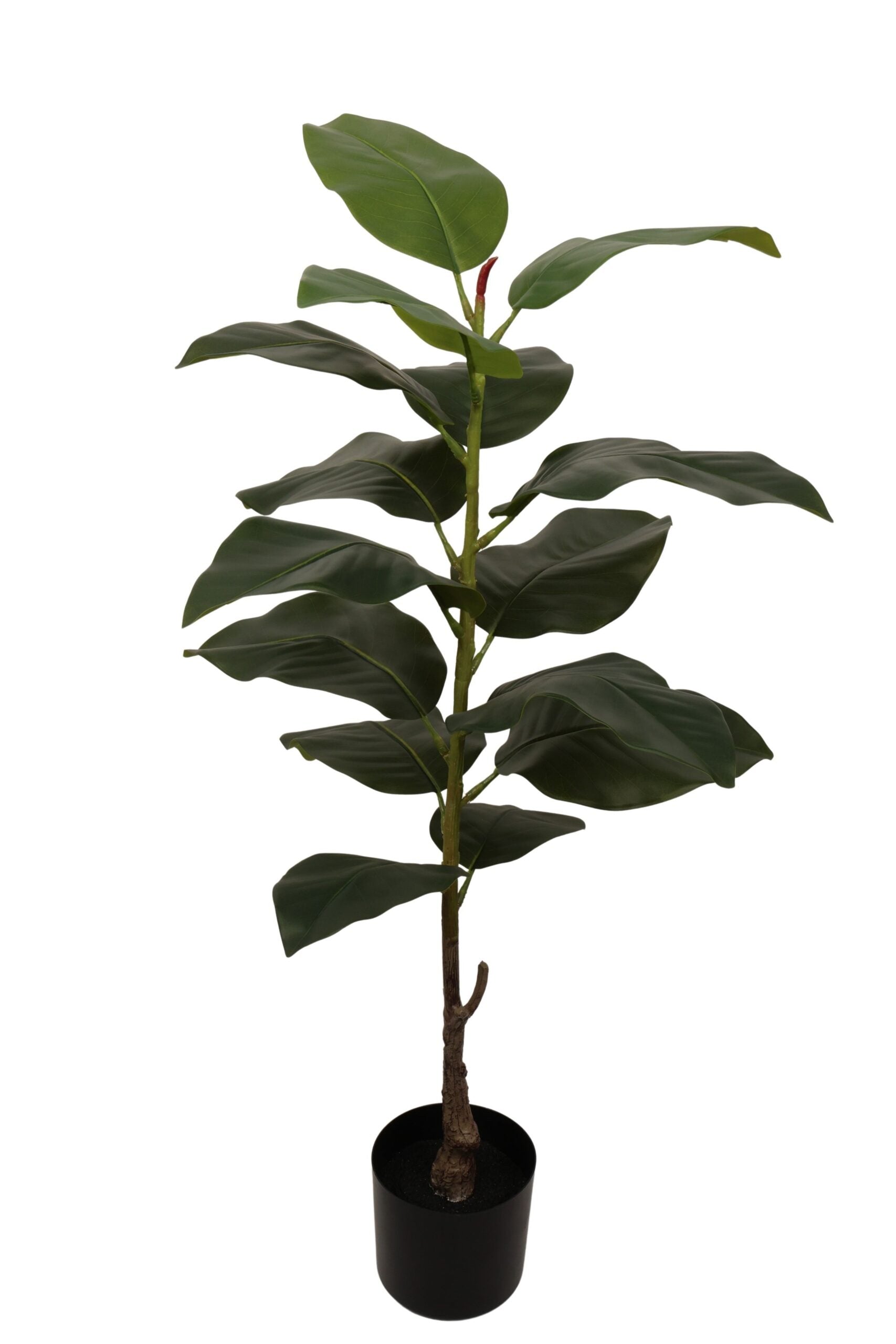 Ficus elastica 100 cm