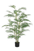 Areca Palm