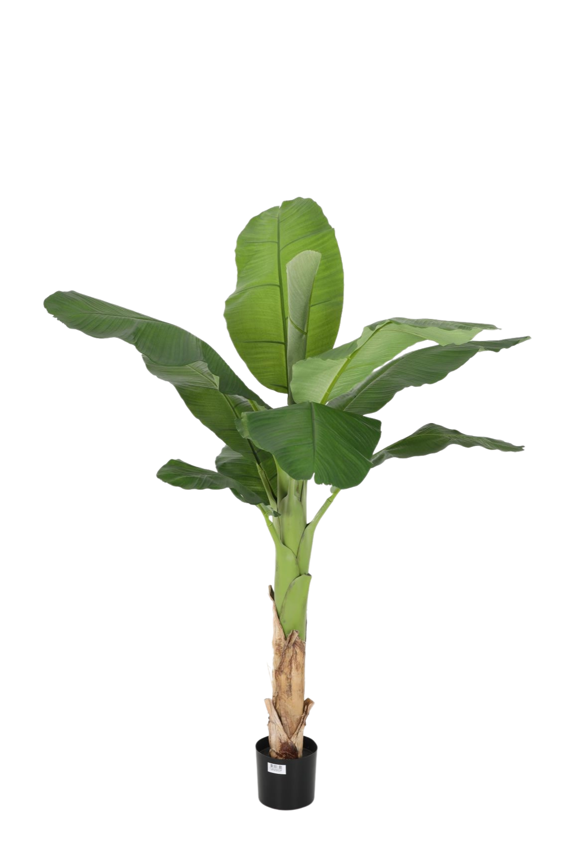 Bananenplant