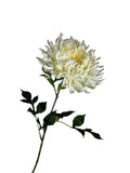 Chrysant wit