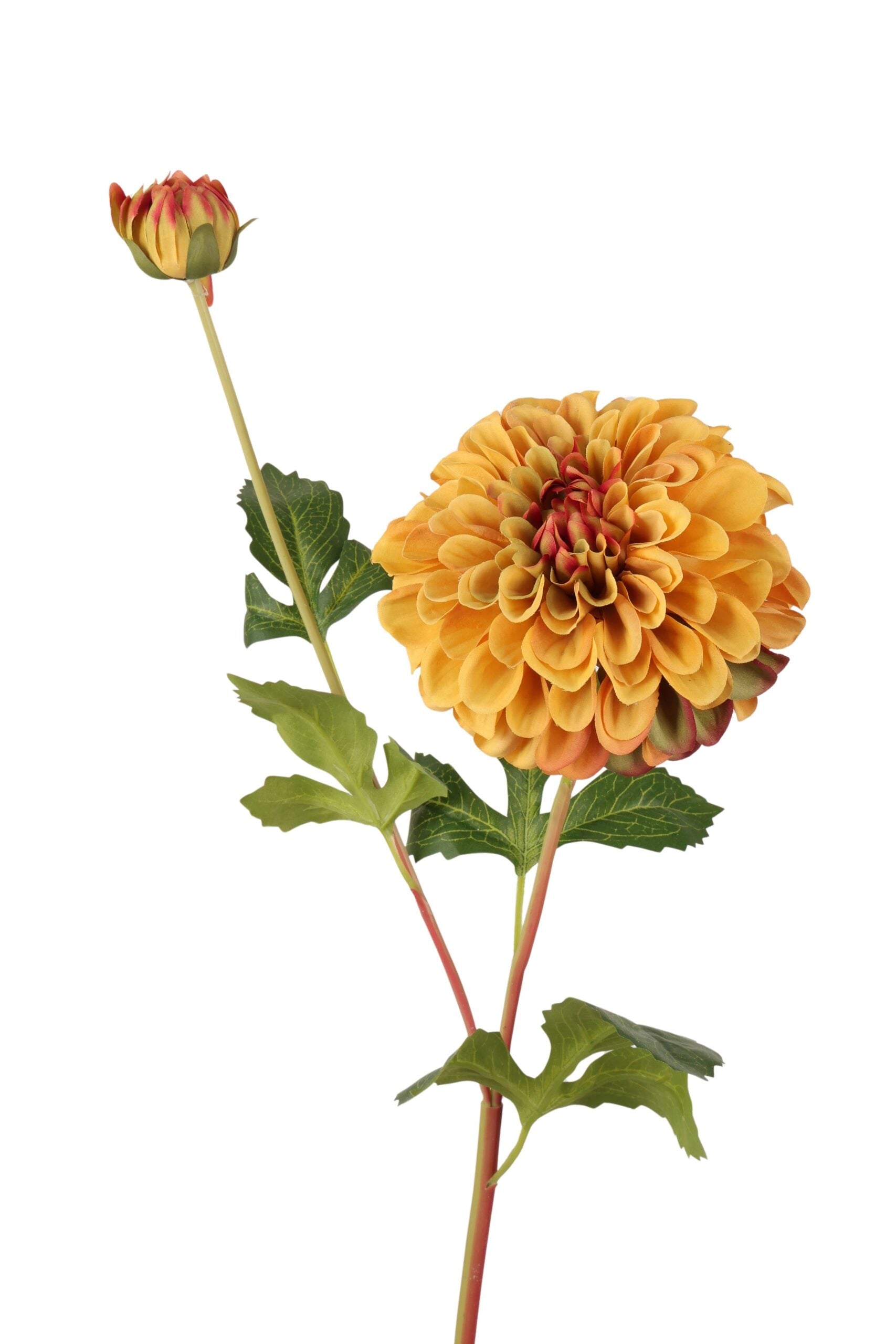 Dahlia Oker geel