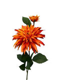 Dahlia oranje