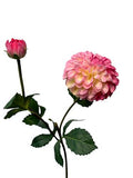 Dahlia roze