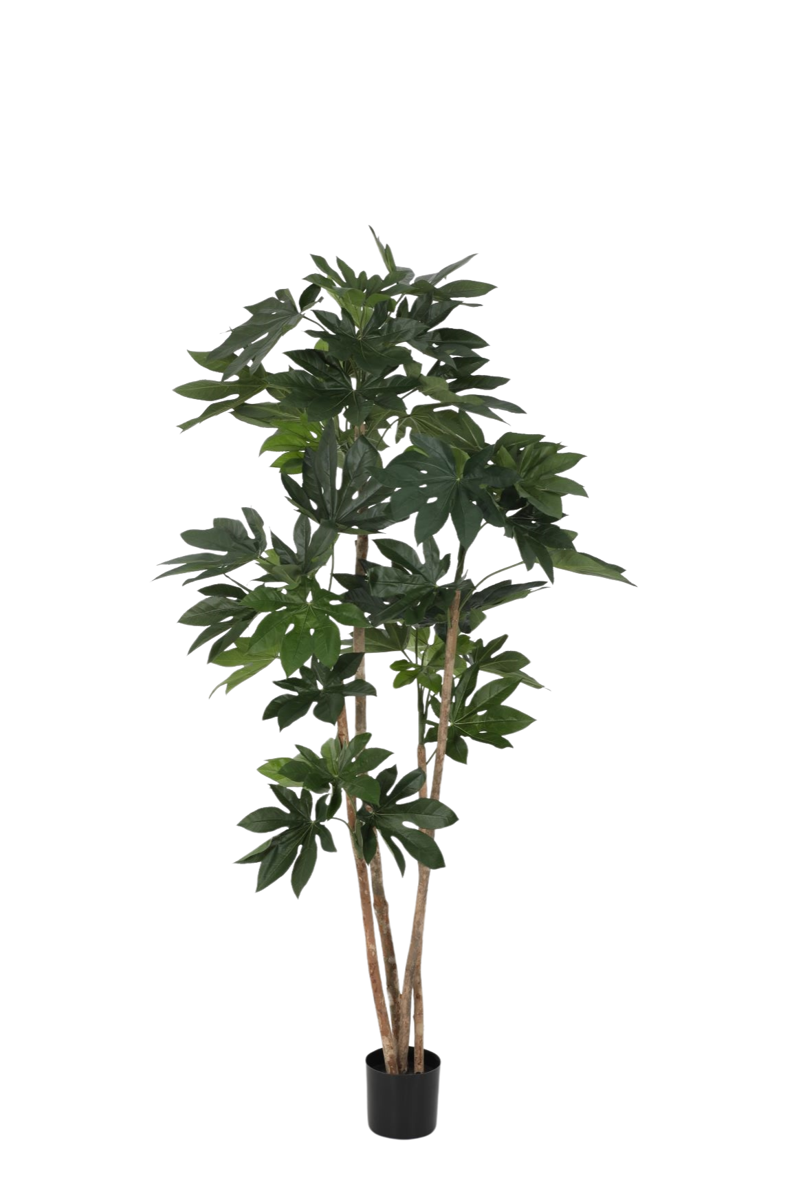 Fatsia Japonica