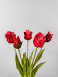 Tulpen rood