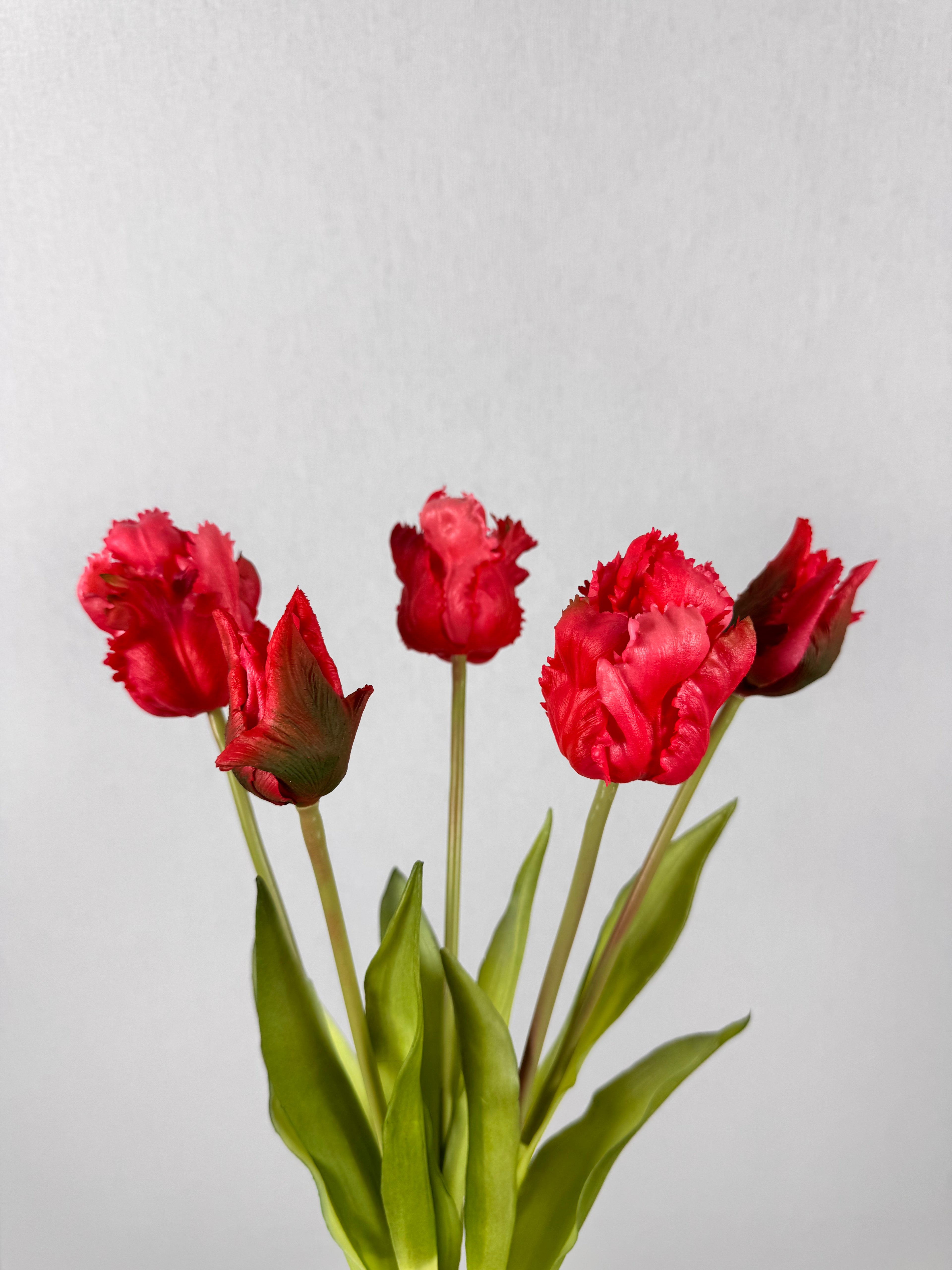 Tulpen rood
