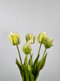 Tulpen wit