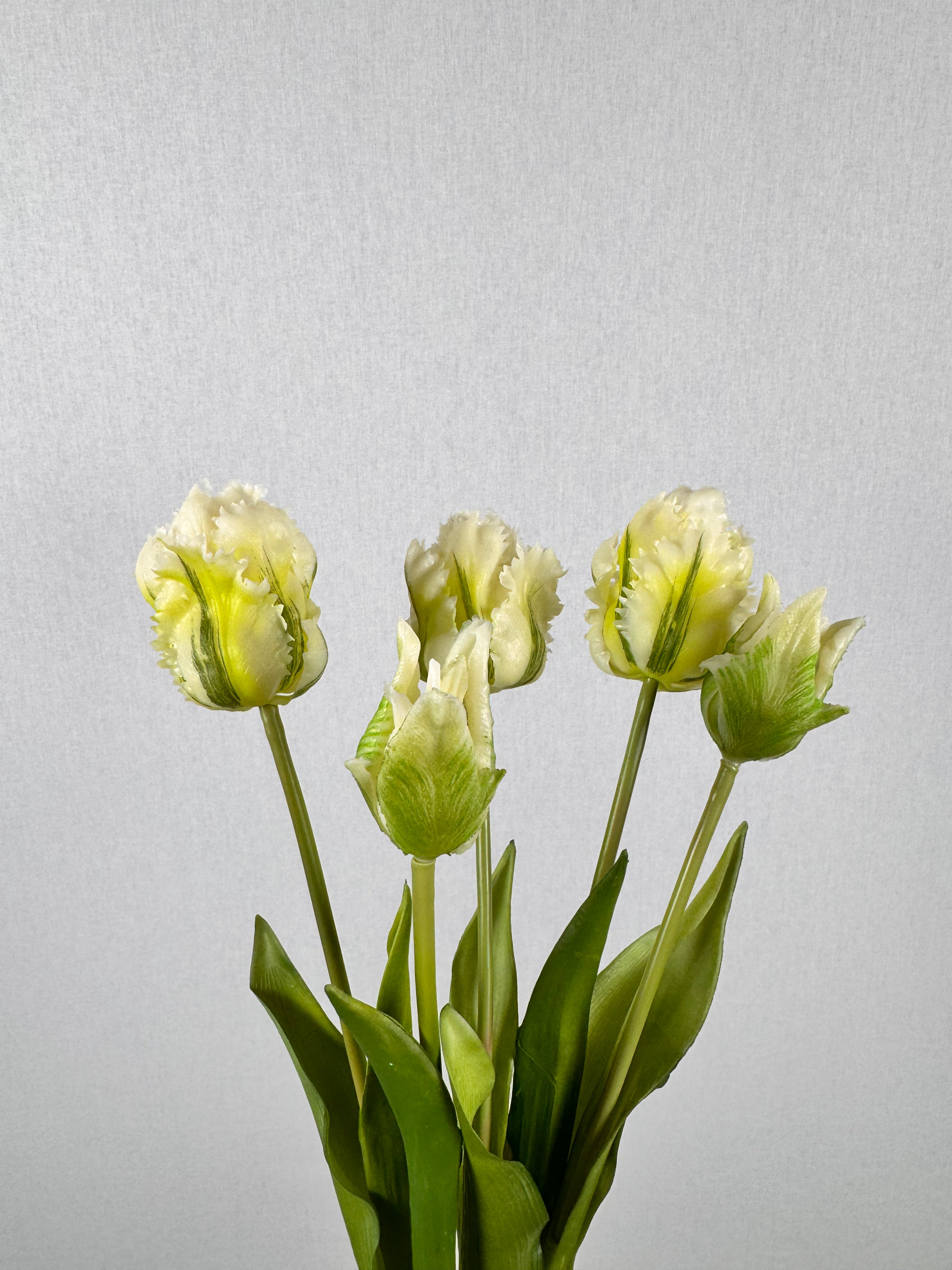 Tulpen wit