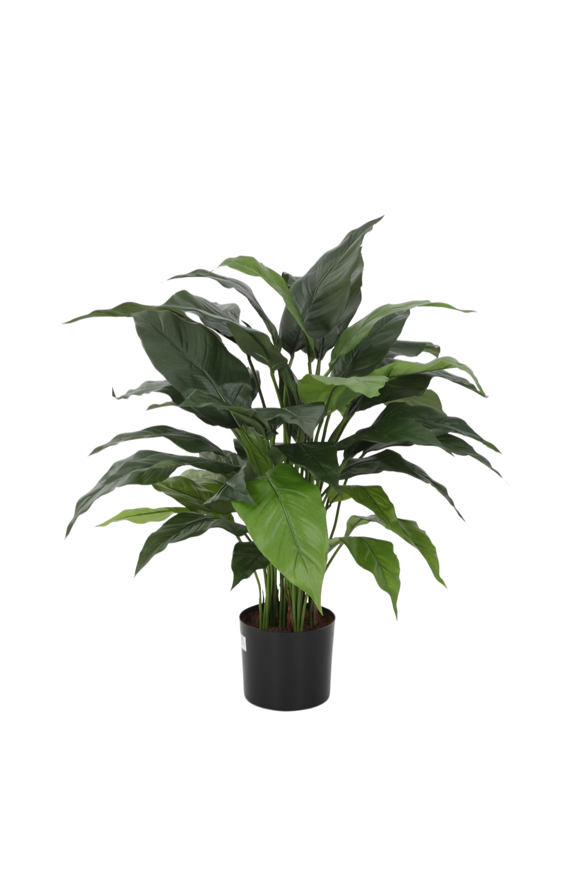 Spathiphyllum