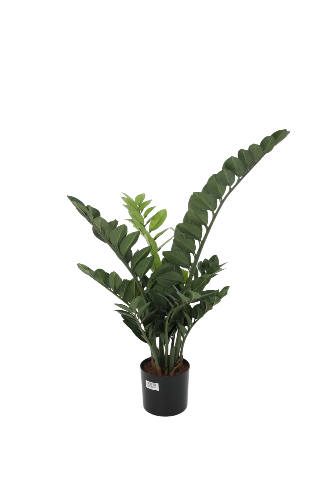 Zamioculcas