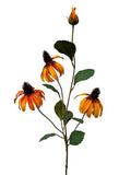 Rudbeckia oranje