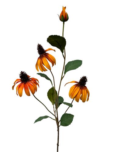 Rudbeckia oranje
